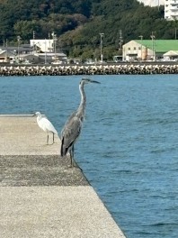 知多半島に釣りに行ってきました(^^♪